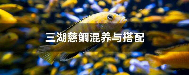 三湖慈鲷混养与搭配