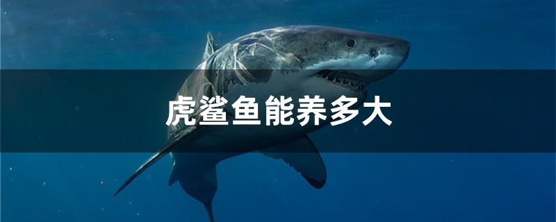 虎鲨鱼一般指的是虎头鲨,也叫淡水鲨鱼,可以长到50厘米左右