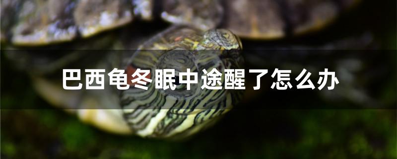 巴西龟冬眠中途醒了怎么办 黄金斑马鱼