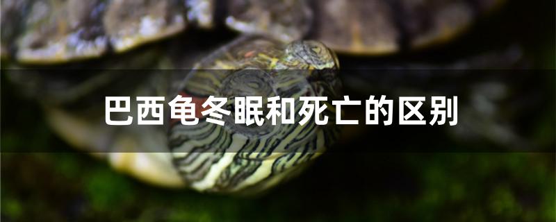 巴西龜冬眠和死亡的區(qū)別 斯維尼關(guān)刀魚