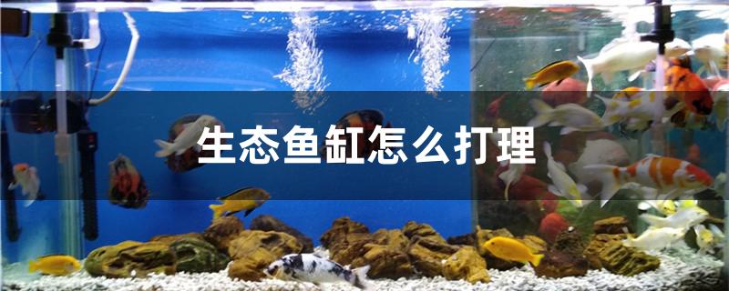 生态鱼缸怎么打理 红龙鱼鱼粮饲料