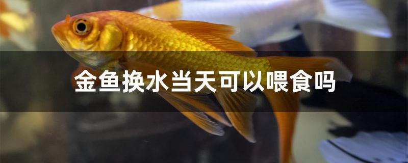 金魚換水當天可以喂食嗎 白玉紅龍魚