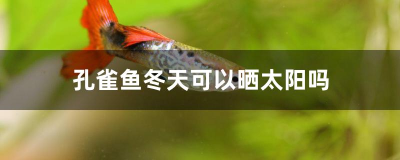 孔雀魚冬天可以曬太陽嗎