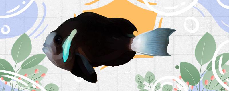 黒単帯道化師魚は飼いやすいですか、どうやって飼いますか