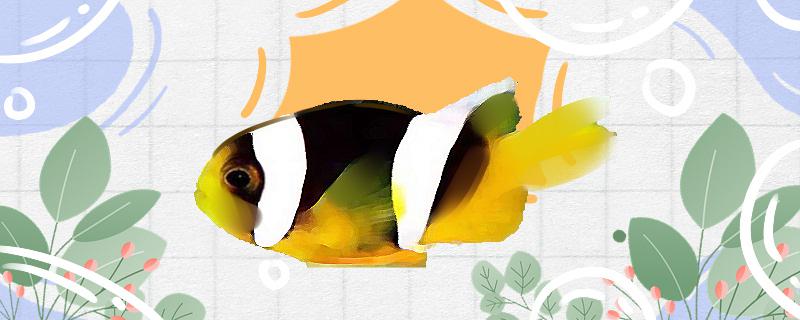 Is the black double belt clown fish easy to raise? How to raise it?