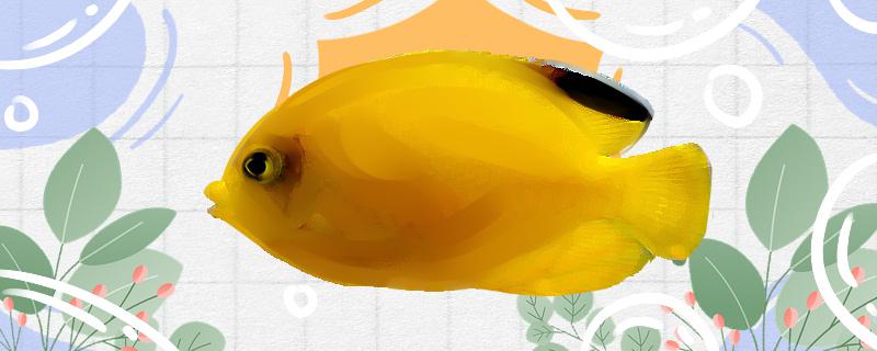 Is it easy to raise the black-finned yellow bride angelfish? How to raise it?