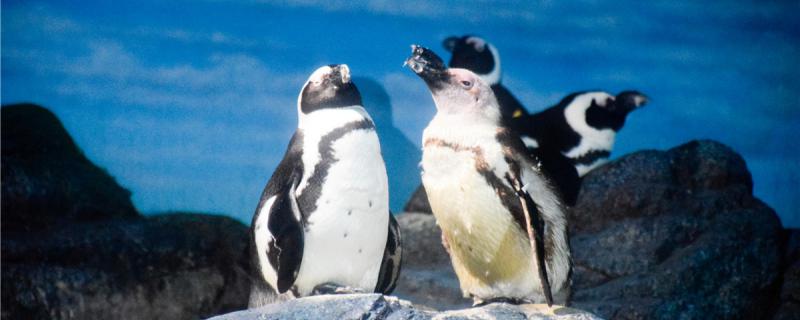 How long can penguins live and how big can they grow?