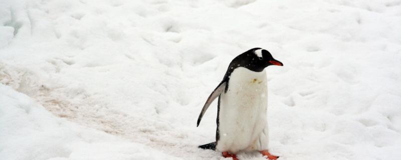 Do penguins have wings? Can they fly?