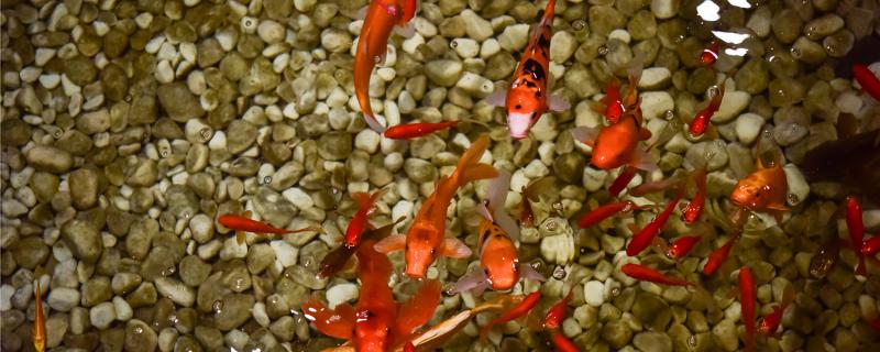 Why are all the koi crowded in one corner? How to solve it?