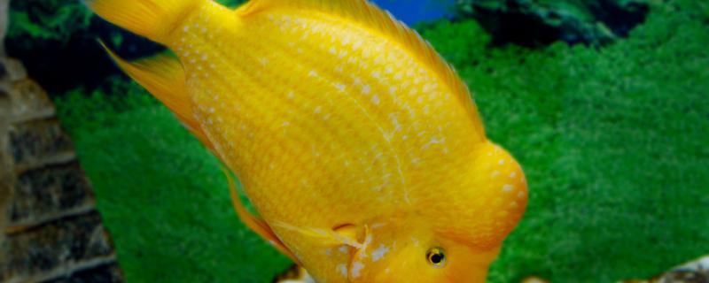 How is there is white dot to return a responsibility on parrot fish fin? How to treat?