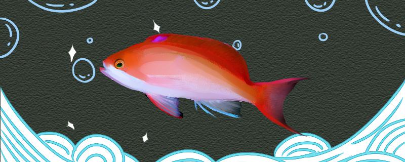 Is red spot sea goldfish good to raise? How to raise?