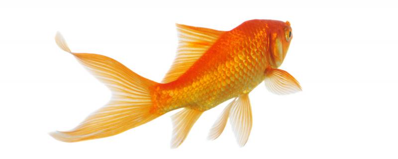 Can the water depth of 10 centimeters raise goldfish? What should we pay attention to