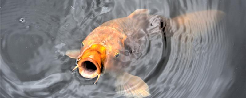 What reason is carp enters nest not to bite hook, how to solve
