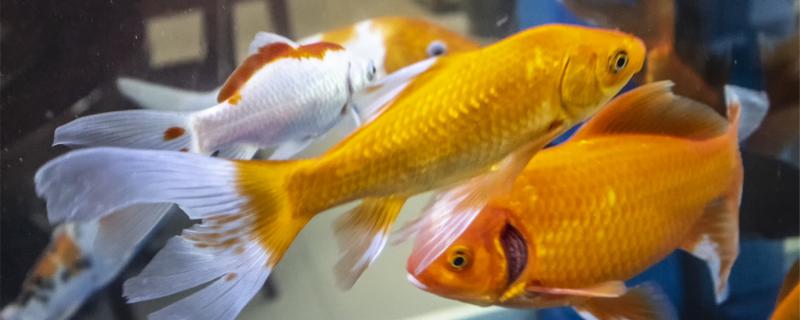 Do goldfish like to move in the upper layer? What if they are always in the upper layer?