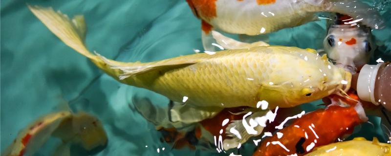 金魚鉢養錦鯉如何給餌、可以給餌如何