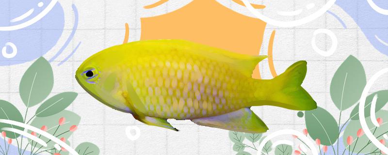 Is yellow deep-water magic damselfish easy to raise? How to raise it?