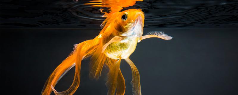 Can goldfish be fed with rice or live bait?