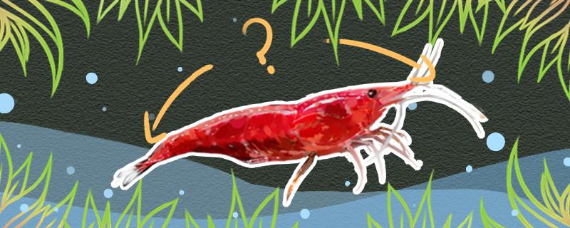 樱花虾多久繁殖一次，一次生多少小虾