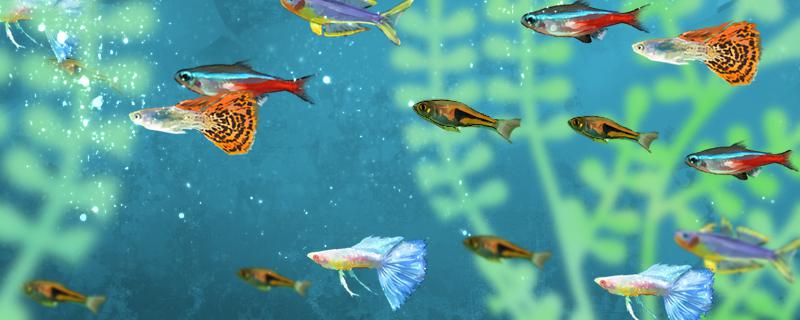 How often should baby guppies be fed and what should they be fed?