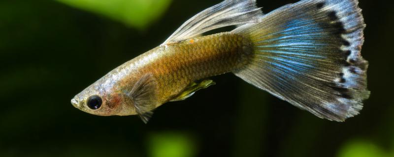 Guppies are fed once a few days. What kind of food is good?