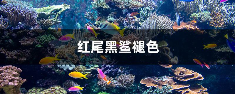 紅尾黑鯊褪色 海水魚（海水魚批發(fā)）