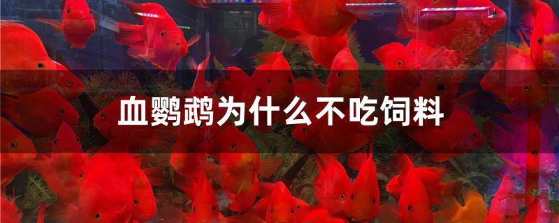 血鹦鹉为什么不吃饲料 广州观赏鱼鱼苗批发市场