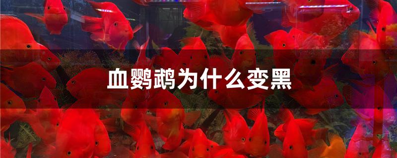 血鸚鵡為什么變黑 野生埃及神仙魚(yú)