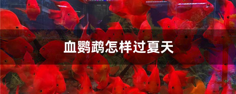 血鸚鵡怎樣過(guò)夏天 白玉紅龍魚