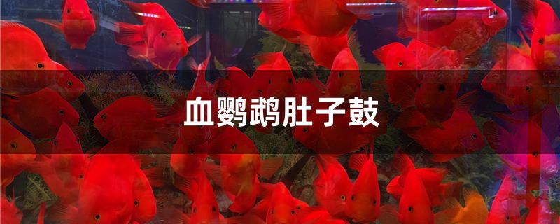 血鸚鵡肚子鼓 龍魚批發(fā)