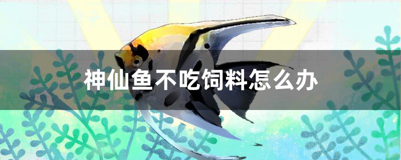 神仙鱼不吃饲料怎么办