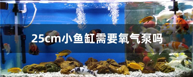 25cm小鱼缸需要氧气泵吗