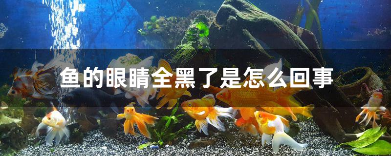 鱼的眼睛全黑了是怎么回事