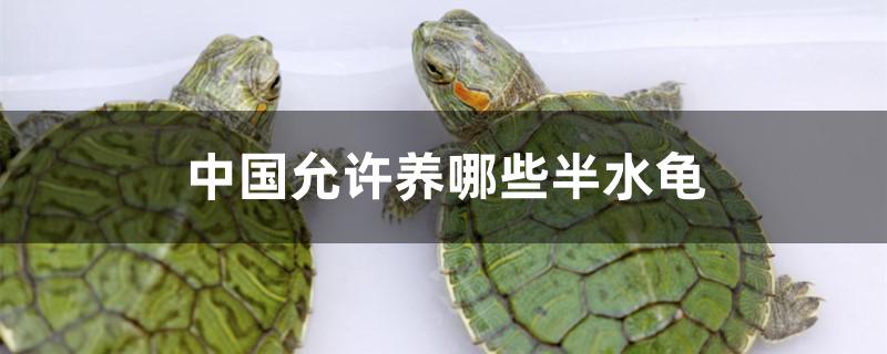 中国允许养哪些半水龟