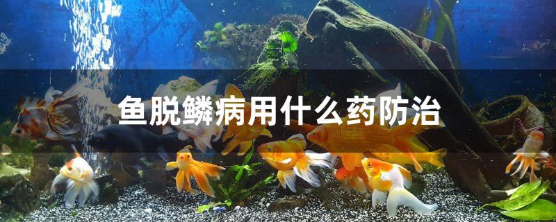 鱼脱鳞病用什么药防治 银河星钻鱼