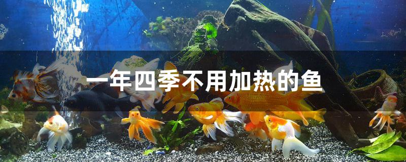 一年四季不用加热的鱼有哪些