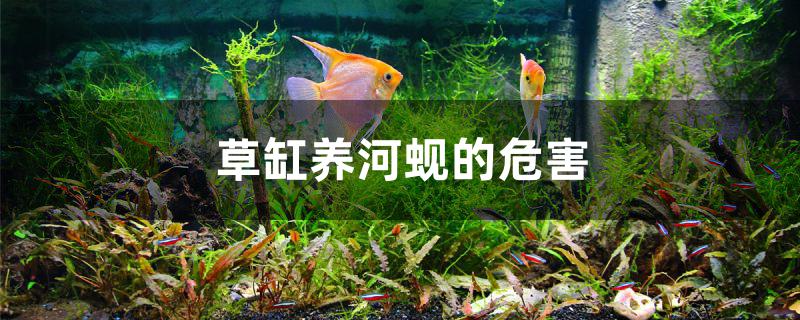 草缸养河蚬的危害