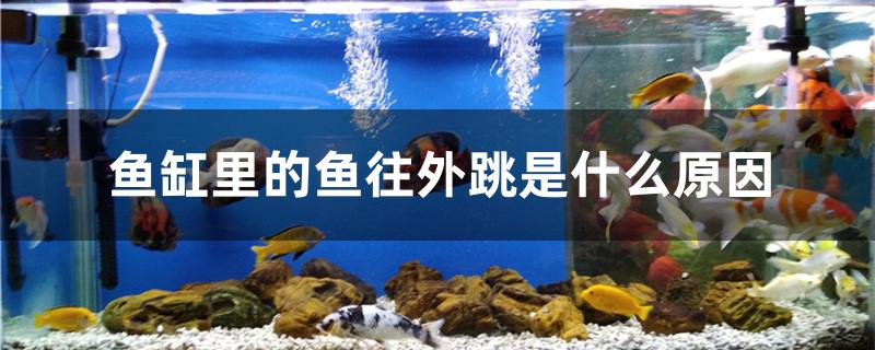 魚缸里的魚往外跳是什么原因 文玩