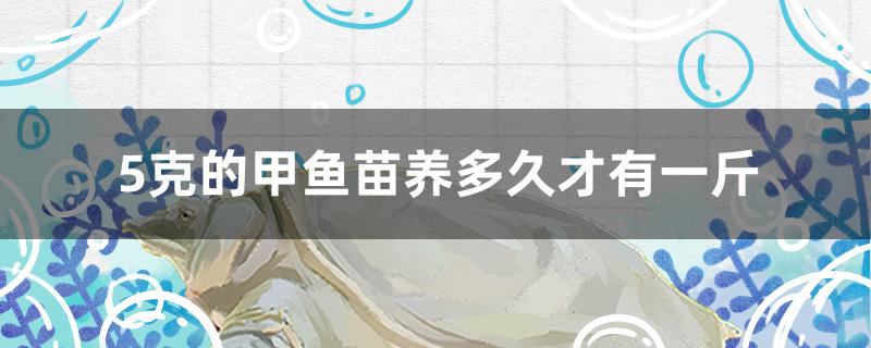 5克的甲鱼苗养多久才有一斤