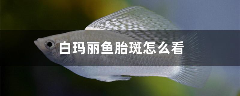 白瑪麗魚胎斑怎麼看