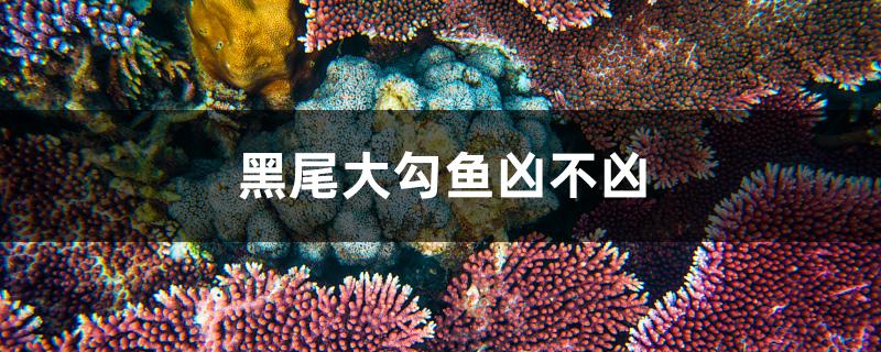 黑尾大勾魚兇不兇 白條過背金龍魚