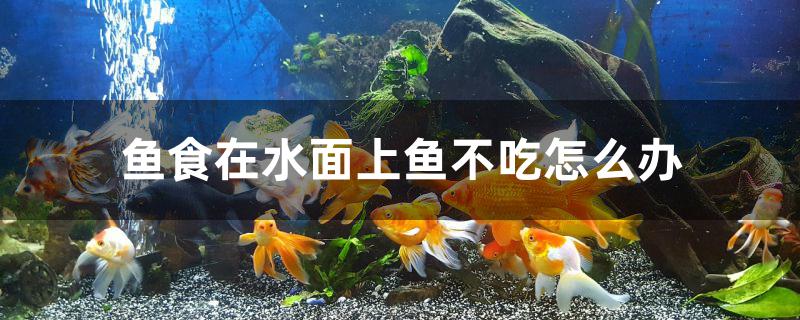 鱼食在水面上鱼不吃怎么办 鱼缸水泵