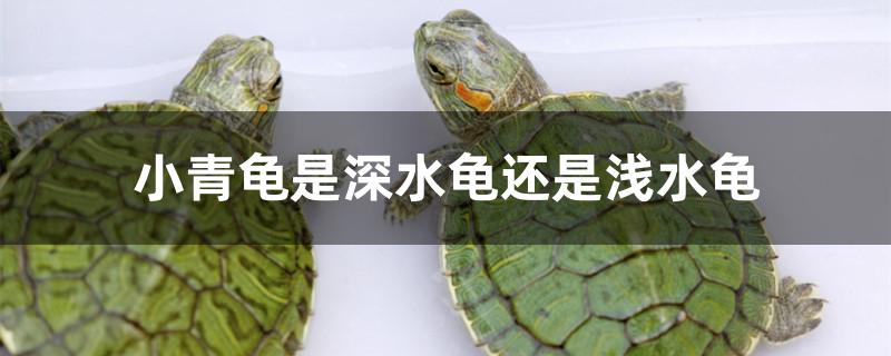 小青龟是深水龟还是浅水龟 恐龙王鱼