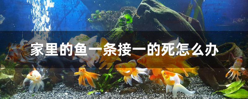 家里的魚一條接一的死怎么辦 虎斑恐龍魚