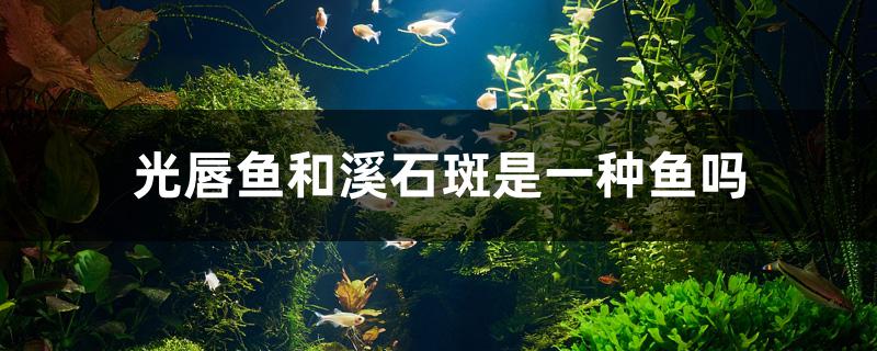 光唇魚和溪石斑是一種魚嗎 帝王血鉆魚