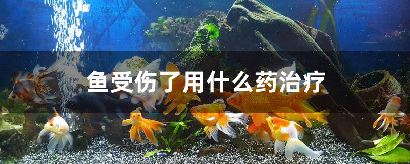 鱼受伤了用什么药治疗 祥龙鱼场