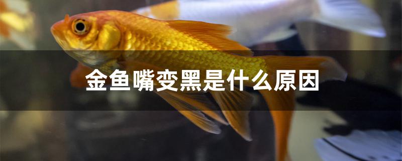 金鱼嘴变黑是什么原因