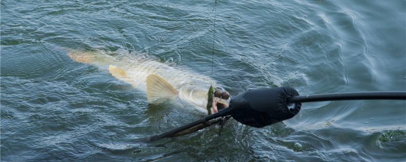 冬の鯉釣りはどうやって釣るのか、どんな釣り竿で