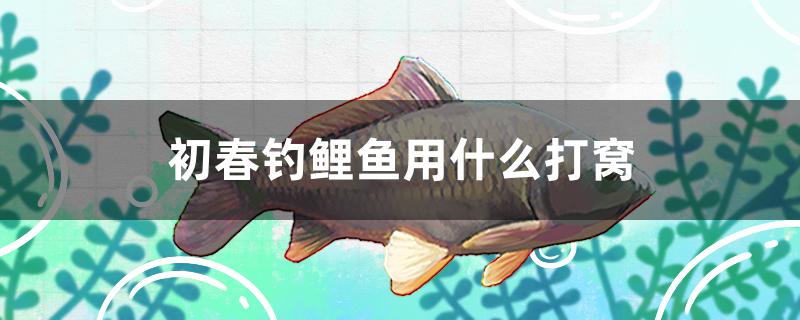 初春釣鯉魚用什么打窩