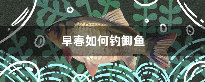 早春如何釣鯽魚