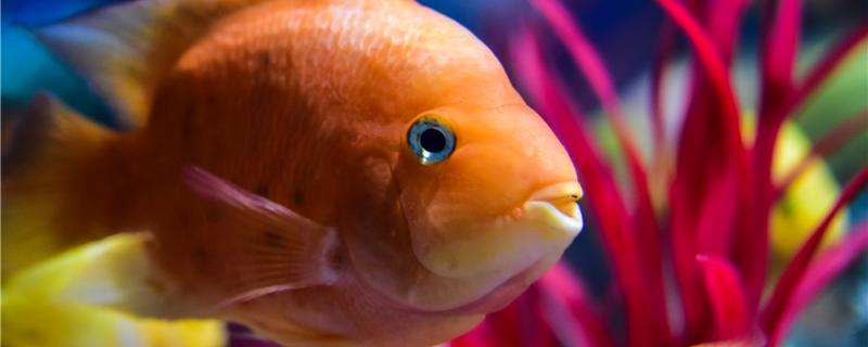オウム魚はどうやって飼い、どうやって繁殖するのか